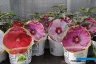 Hibiscus - odmiany z grupy Summerific'_Plantpol-2017