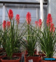 Kniphofia Papaya 'Popsicle_'Plantpol-2017