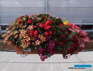 Zestaw, w którym są m.in.: Begonia Dragon Wing 'Red', Heuchera 'Georgia Peach', Pelargonium Lollipop 'Purple Nova', Petunia Amore 'Queen of Hearts', Calibrachoa Superbells Double 'Ruby'_Plantpol-2017