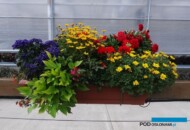 Kompozycja, w której są M.in.: Heliotropium 'Midnight Sky', Ipomoea batatas 'Sweet Caroline' i 'Light Green', Bidens 'Golden Empire' i 'Super Star', Pelargonium zonale 'Carmen'_Plantpol-2017