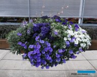 Kompozycja, w której są M.in.: Ajania pacifica 'Silver and Gold', Euphorbia 'Diamond Star', Heliotropium'Midnight Sky', Petunia Veranda 'White' i Surfinia 'Sky Blue'_Plantpol-2017