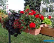 Kompozycja, w której są M.in.:Pelargonium zonale 'Leonardo', Ipomoea batatas 'Black Tone', Calibrachoa Superbells 'Pomegranate Punch', Fuchsia Shadow Dancer 'Anna'_Plantpol-2017