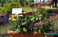 Kompozycja złożona z odmian: Dianthus hybridia 'Dinetta Pink', Lavandula angustifolia 'Essence Purple', Leucanthemum maximum 'Ohh La Laspider', Prunella grandiflora 'Bella Rose', Salvia nemorosa 'Sensation Medium D. Rose', Scaevola aemula 'Scarlatti Compact Blue'Kompozycja złożona z odmian: Dianthus hybridia 'Dinetta Pink', Lavandula angustifolia 'Essence Purple', Leucanthemum maximum 'Ohh La Laspider', Prunella grandiflora 'Bella Rose', Salvia nemorosa 'Sensation Medium D. Rose', Scaevola aemula 'Scarlatti Compact Blue'