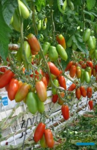 Obfite grona pomidora typu San Marzano - odmiana Seviocard F1