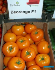 Pomidor wielkoowocowy Beorange F1