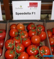 Pomidor gronowy Speedella F1