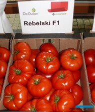 Pomidor wielkoowocowy Rebelski F1