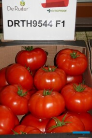 Pomidor wielkoowocowy testowany pod numerem DRTH9544 F1