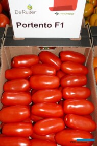 Pomidor typu San Marzano - Portento F1