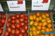 Pomidory śliwkokształtne Prunus F1 i Orama F1