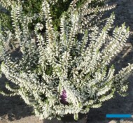 Calluna vulgaris Gardengirls 'Reinweisse Lena'