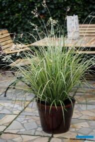 Chlorophytum saundersiae Starlight