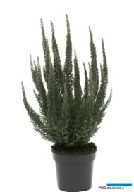 Calluna vulgaris Skyline®' Cologne'
