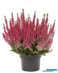 Calluna vulgaris Beauty Ladies'Sela'