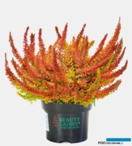 Calluna vulgaris 'Seastar'