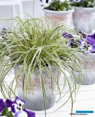 Carex oshimensis Evercolor Evercream