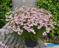 Coreopsis rosea Bloomsation Chameleon