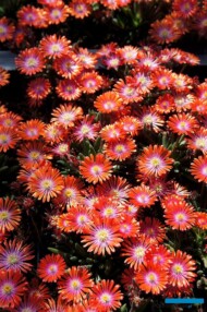 Delosperma Jewel of Desert Sunstone