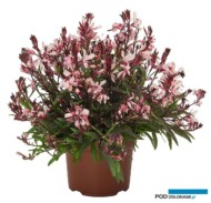 Gaura lindheimeri Graceful Pink