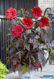 Hibiscus moscheutos Carousel Red Wine