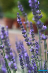 Lavandula intermedia Niko