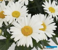 Leucanthemum maximum Christine Sweet Daisy
