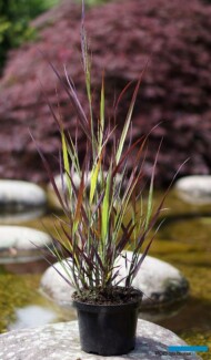 Panicum virgatum Purple Breeze