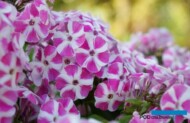 Phlox paniculata 'Verscan' (Bambini Candy Crush)