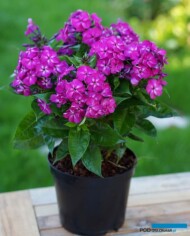 Phlox paniculata Bambini Desire