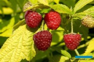 Rubus idaeus Groovy
