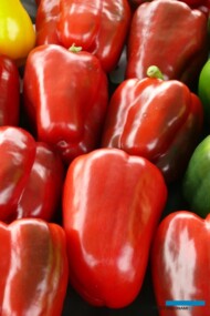 Odmiana papryki z firmy Enza Zaden testowana pod numerem 10183 F1