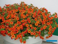 Calibrachoa-Colibri-Orange_Danziger_FlowerTrials-2017