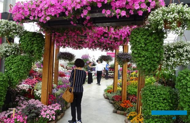 FlowerTrials-2017_PanAmericanSeed