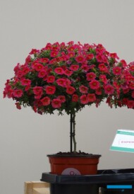 Funtastick_ Calibrachoa_Histhil_FlowerTrials-2017