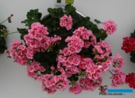 Pelargonium _Calliope-M-PinkSplash_Syngenta_FlowerTrials-2017