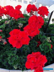 Pelargonium zonale _Toscana-Mylena_Florensis_FlowerTrials-2017