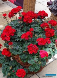 _Pelargonium zonale _Tumbao_Selecta_FlowerTrials-2017