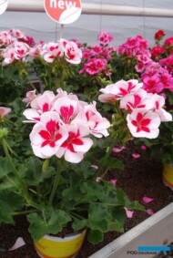 Pelargonium zonale Moonlight Smokey Eye 'White'