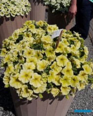Petunia ×hybrida Viva ‘Deep Yellow’_Florensis