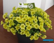 Petunia ×hybrida FP Select ‘Banana-Candy’ (Syngenta)