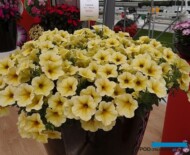 Petchoa SuperCal ‘Light Yellow’_Sakata