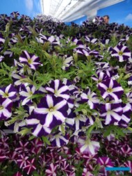 Petunia_Amore-Purple__FlowerTrials-2017