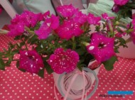 Petunia_BabyDoll_Selecta-one