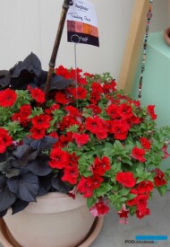 Petunia Surfinia Trailing 'Red'