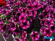 etunia_Crazytunia-Ultra-Violet_Westhoff-