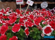 Petunia Limbo *GP* 'Red Picotee' (Hem Genetics)