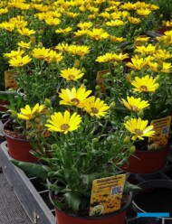 Osteospermum_Tradewinds Yellow-Impr_Florigrow_AC