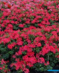 Pelargonie to wciąż główny produkt gospodarstwa Florigrow, stanowiący 40-50% wiosennego towaru