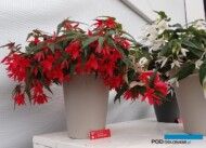 Begonia boliviensis Waterfalls Encanto ‘Pink’ i ‘White’ (Beekenkamp),