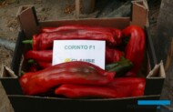 Papryka odmiany Corinto F1 (słodka, stożkowa)